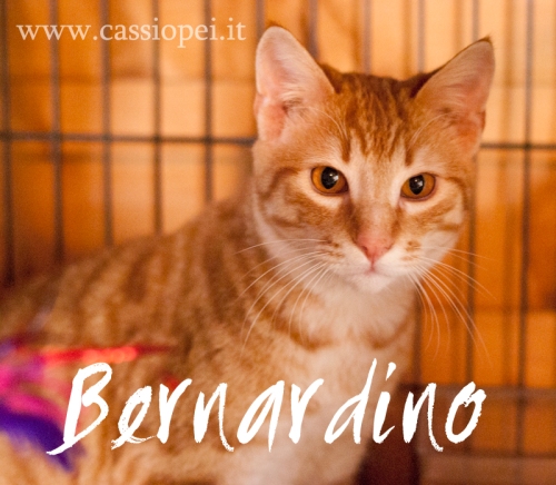 Bernardino2